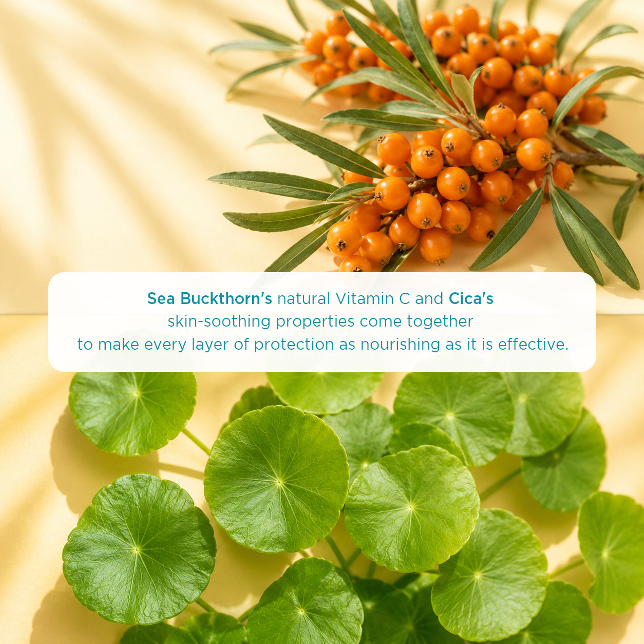 Sunscreen Lotion SPF 50 PA++++ 50g