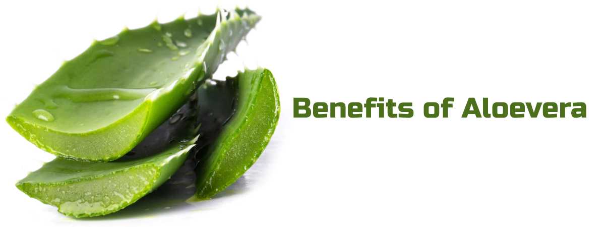 Read more about the article Benefits of Aloe Vera